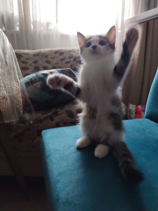 Котенок в добрве руки