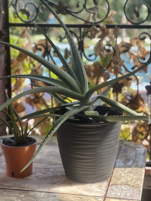 Алоэ. Разные размеры. Цветы