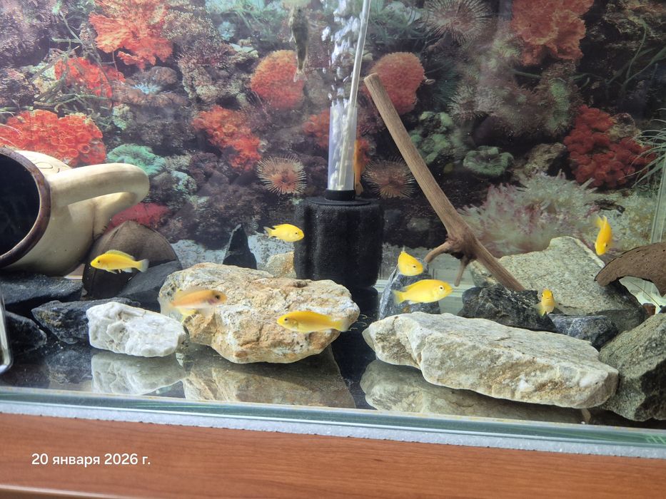 Африканские цихлиды