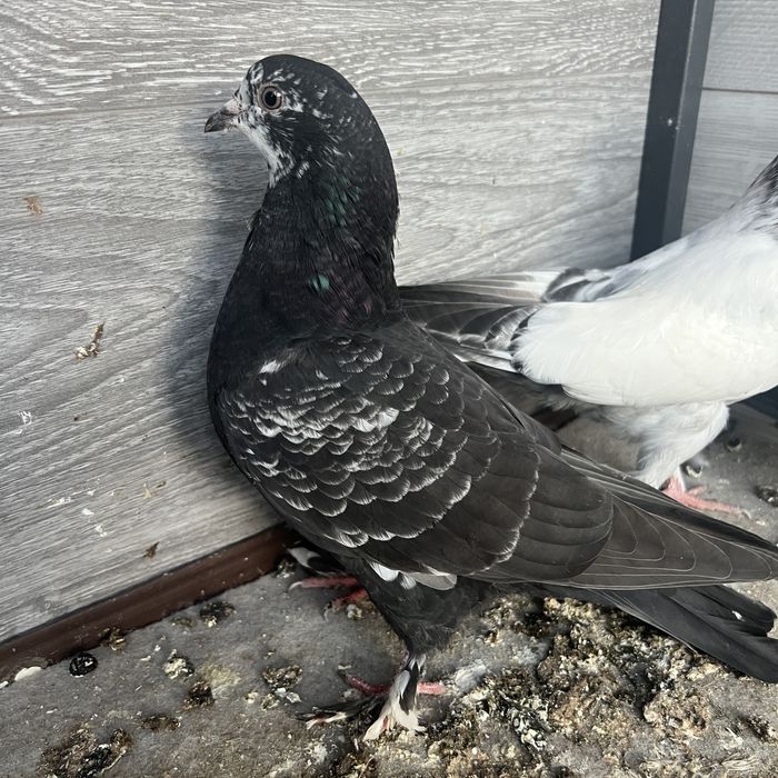 Кептер балапандары сатылады