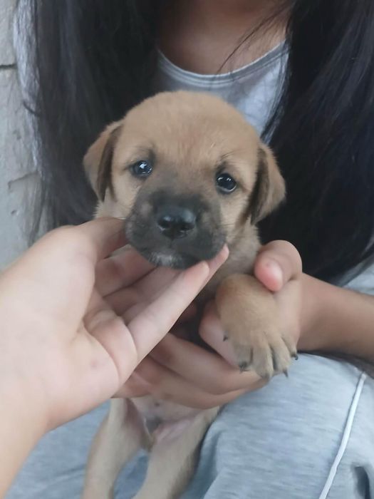 Catei donat 1 luna