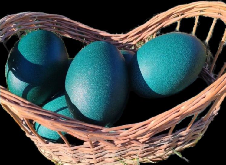 Ouă struti emu de la familii selectate!