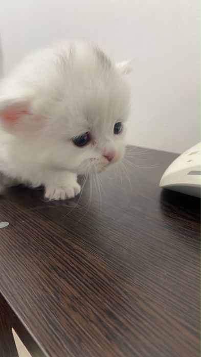 Котенок 1,5 месяца