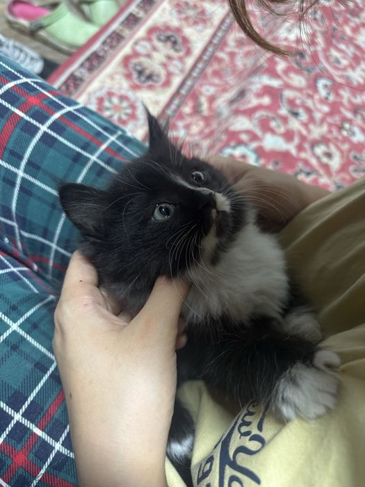 продам маленькую кошку