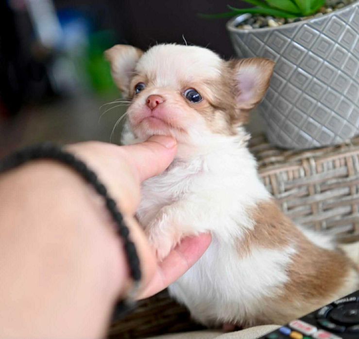 Мъжко дългокосместо мини чихуахуа