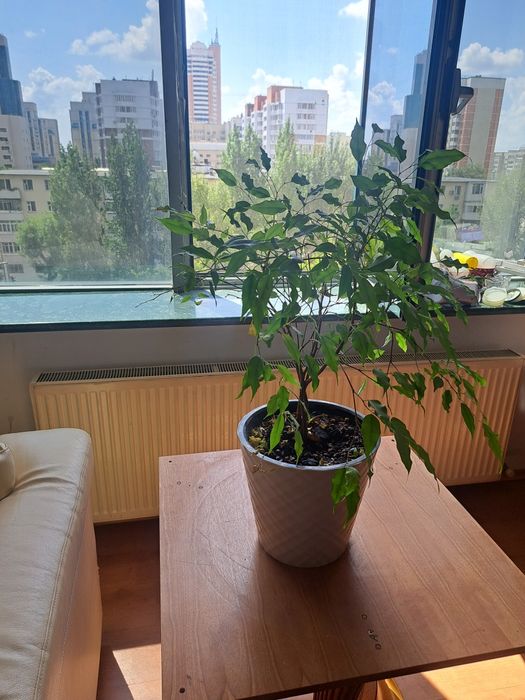Цветы комнатные продаються
