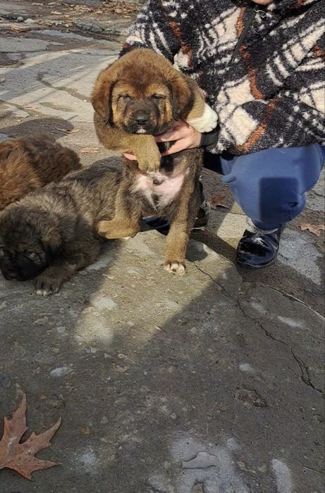 Щенки кавказской овчарки