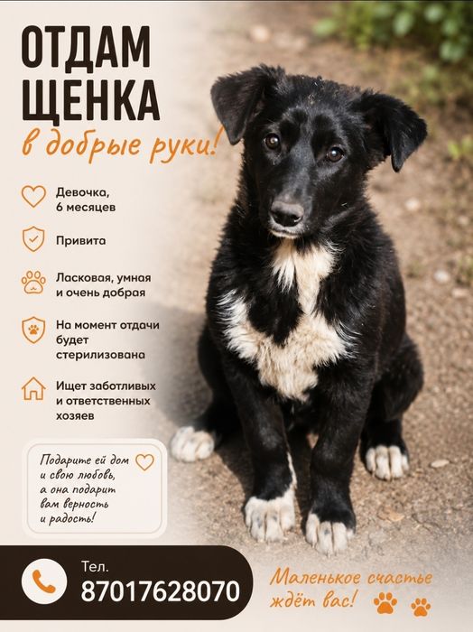 Пристраиваются щенки