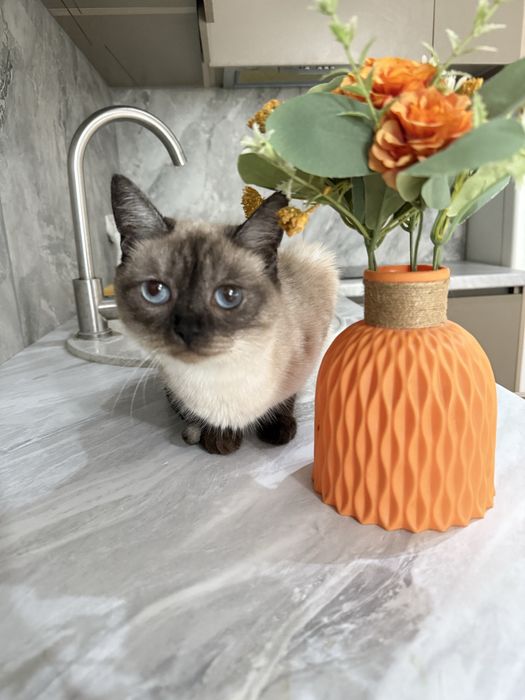 Отдам даром сиамсую кошку