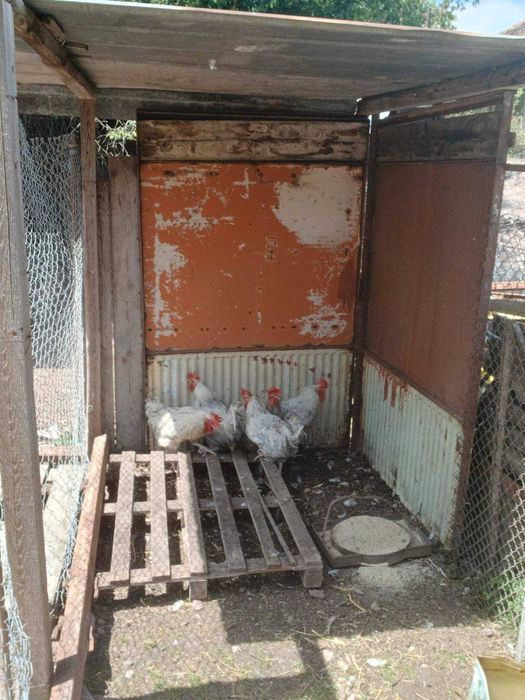 Продавам ярки кокошки и петли