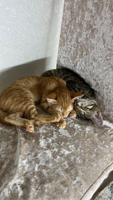 Котенок бесплатно
