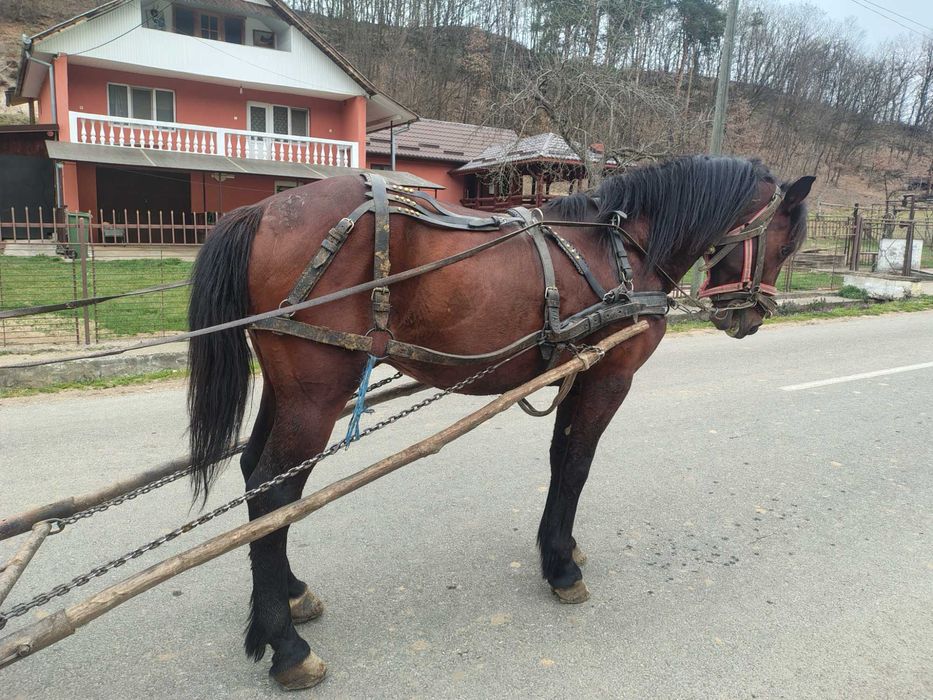 Cal de vazare detalii la tel