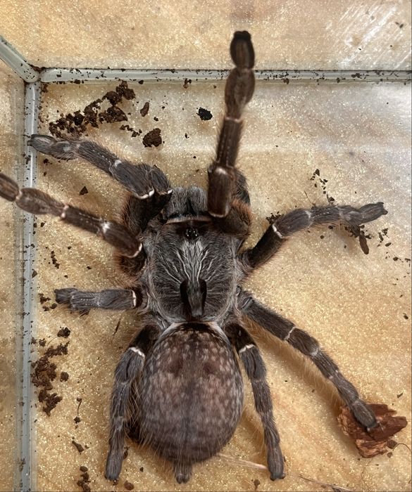 Vand tarantula Ceratogyrus Darlingi + terariu
