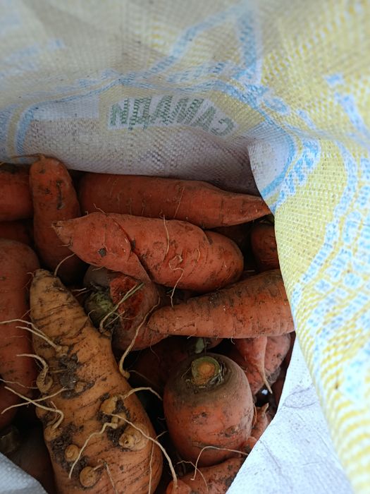 Продается местные моркови.