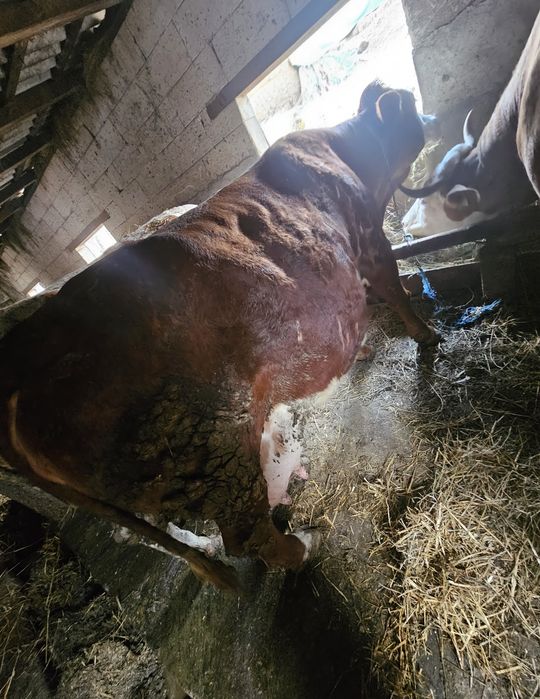 Vând vaca gestantă