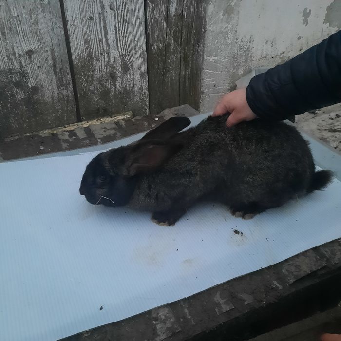 Iepuri uriaș german