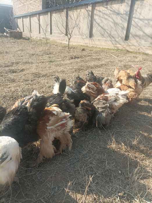 БРАМА ЖОЖА СОТИЛАДИ ТОЗА ЗОД  йахши қаралган нархи 2500 арзон нарса ма