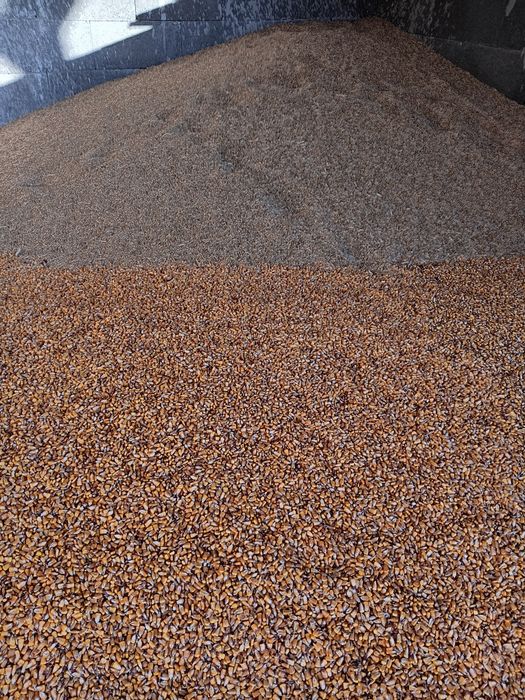 Vând porumb și orz