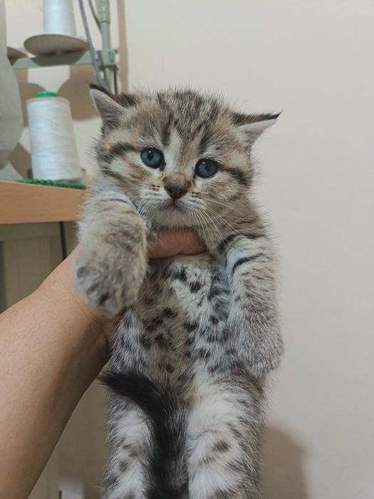 Mushukchalar sotiladi