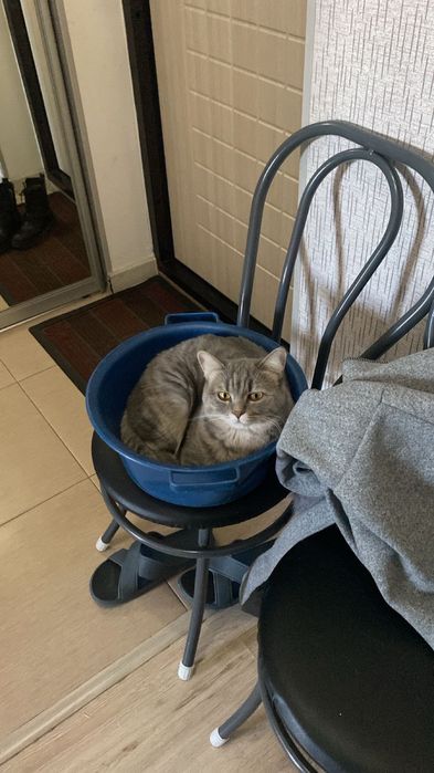 Отдам Кошек в хорошие руки )