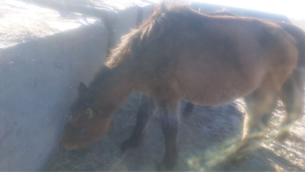 Байтал Малдануға