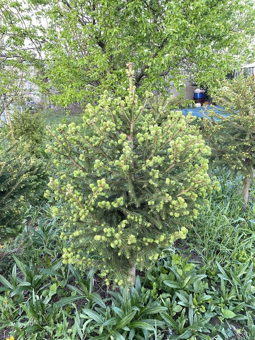 ель и сосны карагай с комом