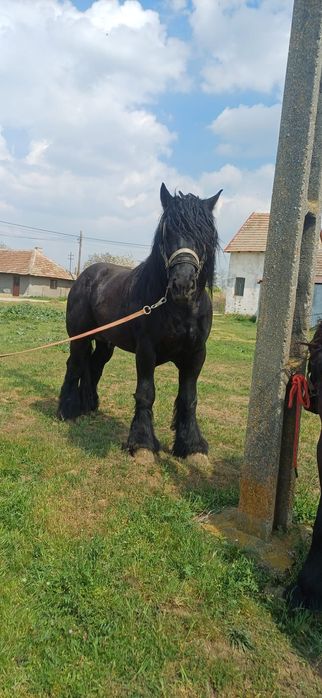 Vand armăsar de 4 ani