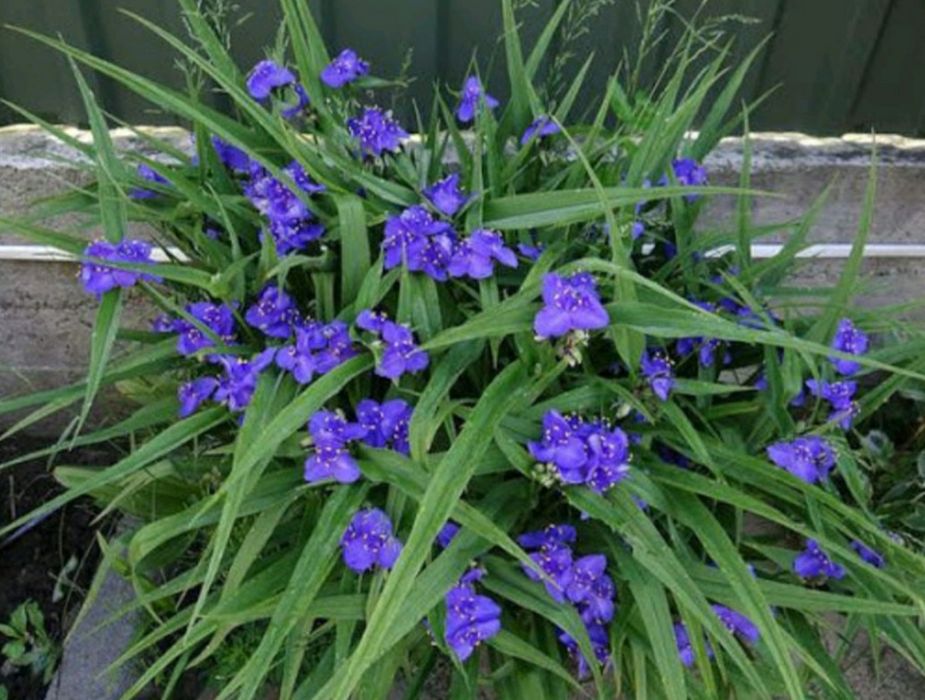 Многолетние цветы