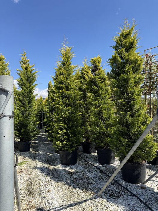 Leylandii Gold Rider 160 - 450 cm conifer auriu gard viu pret de la 200 lei