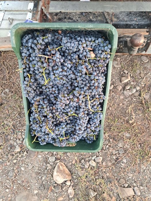 Struguri  merlot