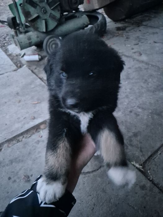 Отдам щенков в хорошие руки