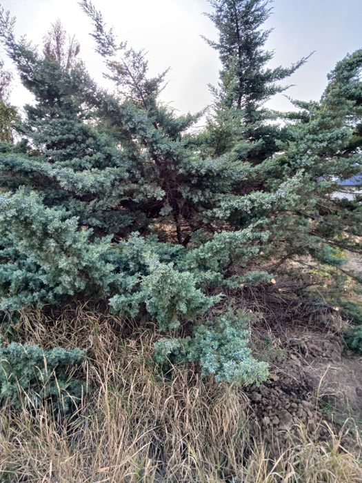 Продам елку можевельник