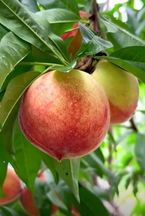 Pomi Fructiferi Certificați Anul 3 De Vegetație