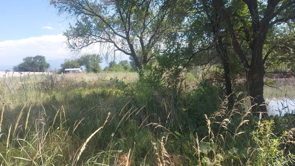 Продам озеро и кашар