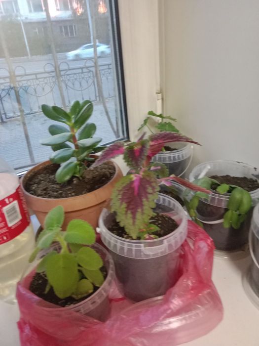 Цветы комнатные не дорого