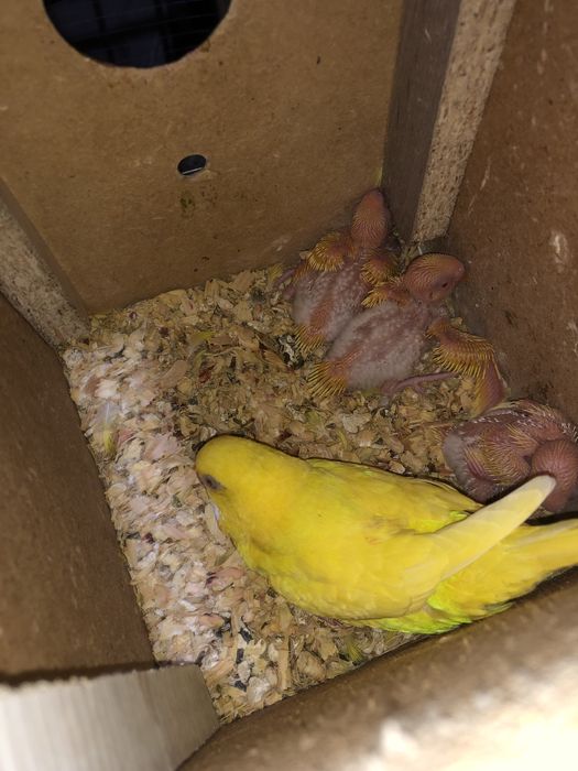 Валнысты лимон сотилади козлари кизил