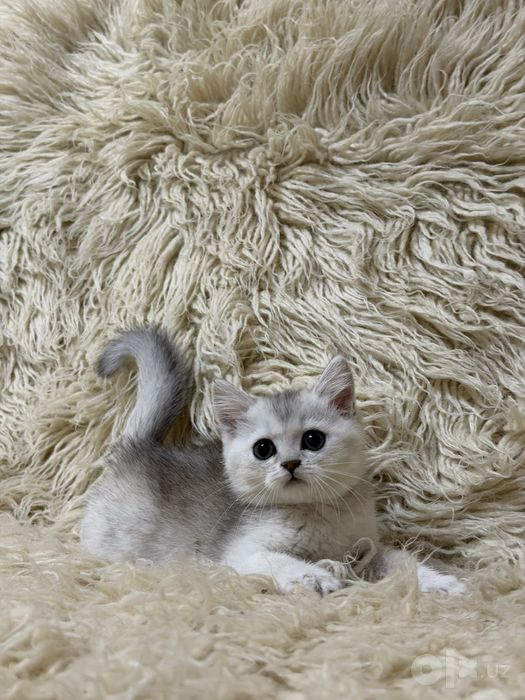 Продается Чистокровная Серебристая шиншила 2 месяцев