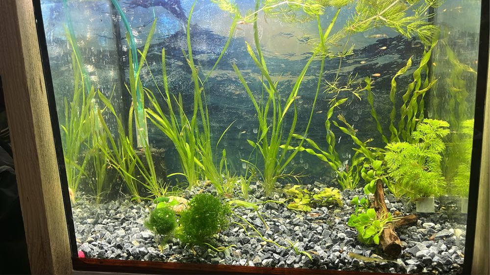 Аквариумные растения