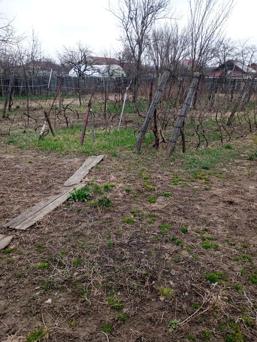 Teren intravilan, Săucești, centru.