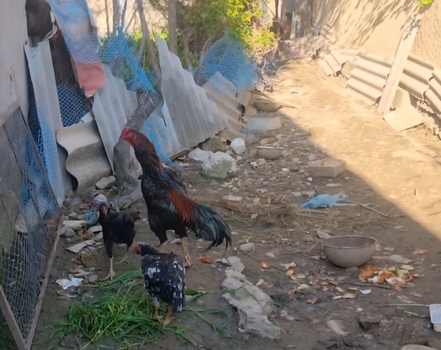 Дакан тухум сотилади зотига жавоб