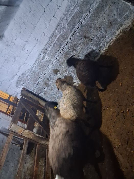 Продам баран звоните