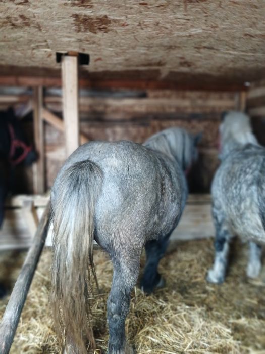 Vand iepe manza foarte cuminti