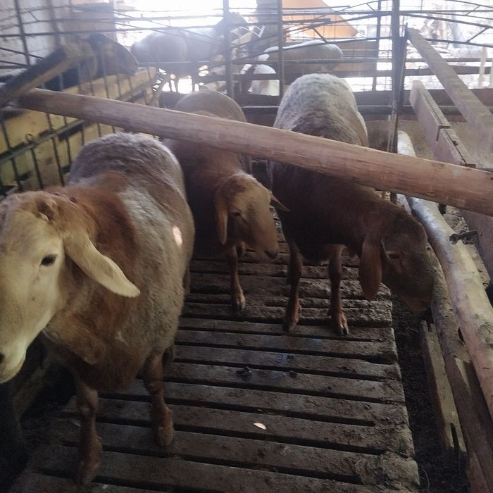 Кочкорлар сотилади