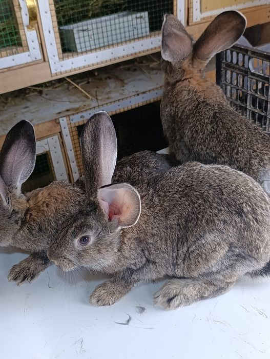 Ferlandir quyon bolasi sotiladi. 4 ta sames bor 3 ta samka