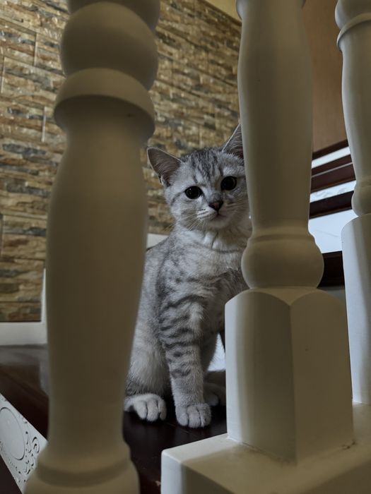 Продам породистую кошку