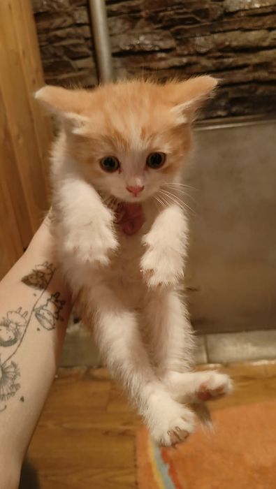Отдам котят в добрые руки