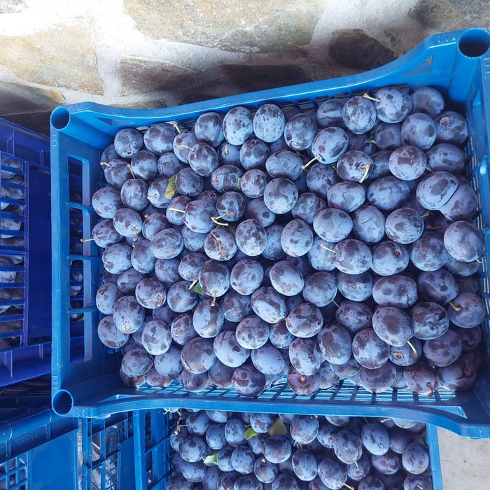 Prune coapte , diferite soiuri detalii la telefon