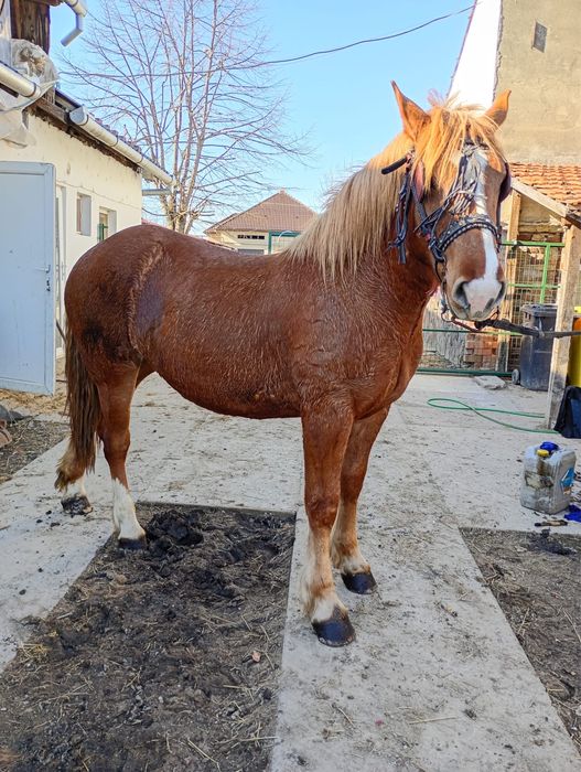 Vand manza de 1 an si 5 luni