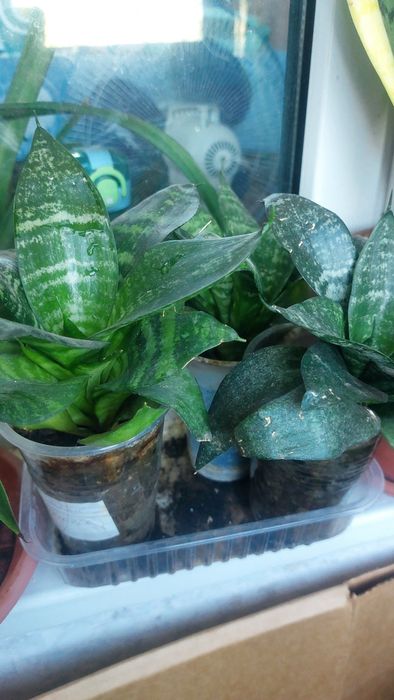 Цветы  комнатные