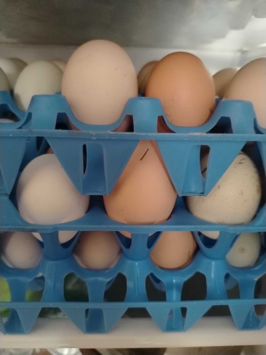 Vând oua de casa bio (prepeliță , Găină , Rață )